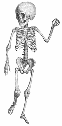 Human Skeleton Anatomy Illustration - Classic Medical Drawing