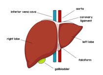 liver clipart transparent - Clip Art Library