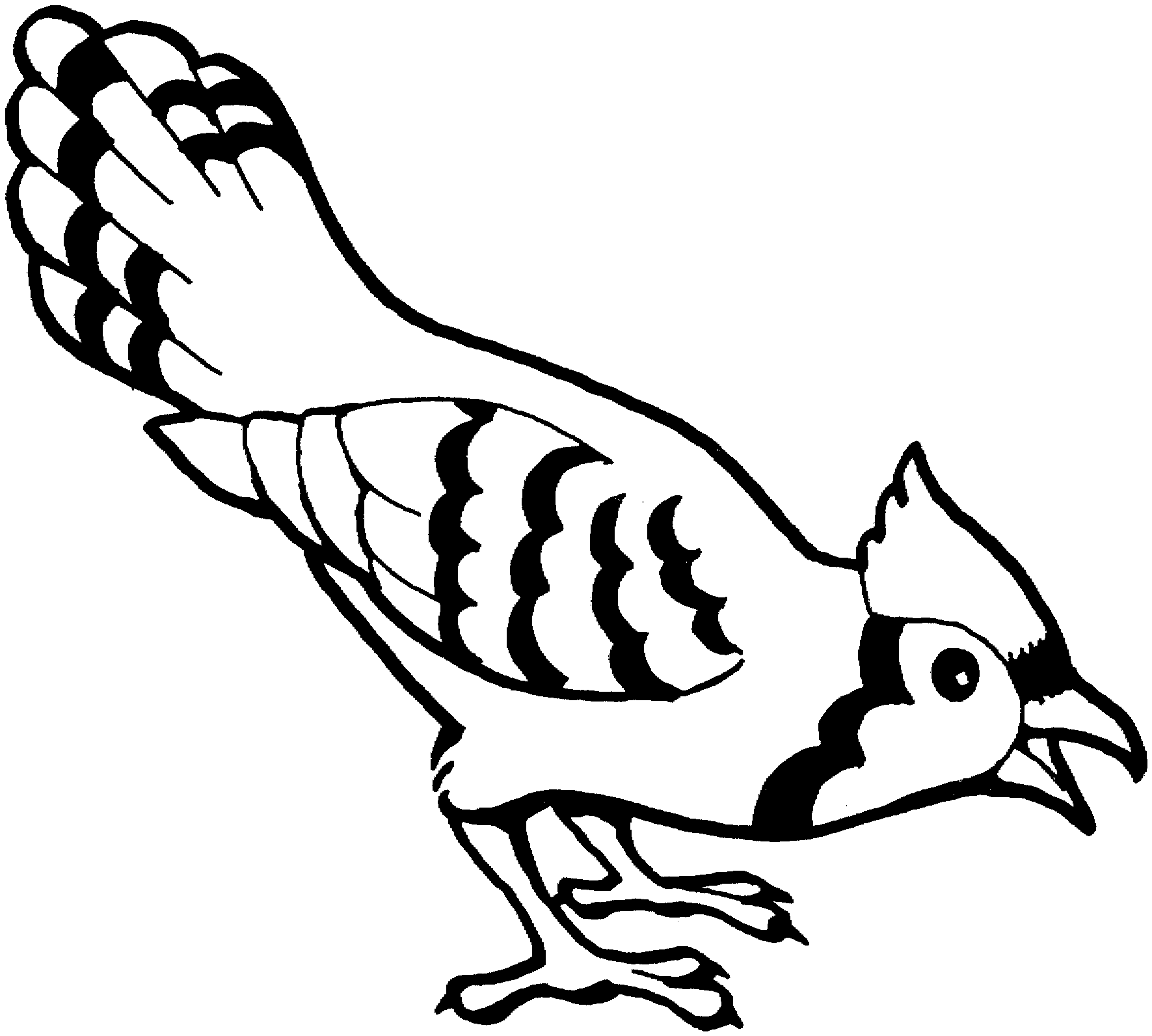 blue jay black and white - Clip Art Library