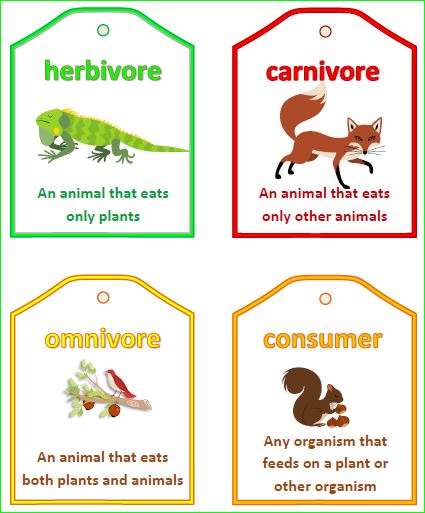 Only plants. Carnivore Herbivore. Herbivore Carnivore Omnivore. Herbivore Carnivore Omnivore Worksheet. Food Chain Vocabulary.