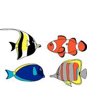 Bluegill Clipart 