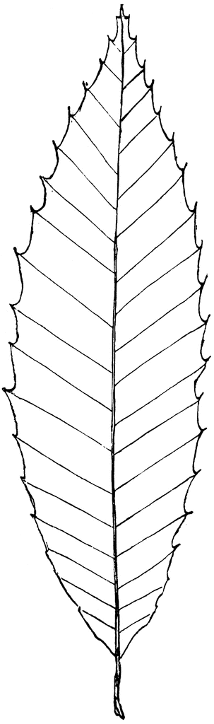 Detailed line drawing of a serrated, pinnately veined leaf with central midrib and pointed tip.