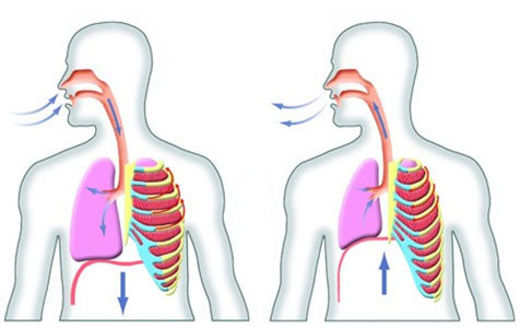 How Breathing Works: Inhalation vs Exhalation Diagram Explained