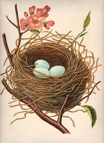 Robin S Nest Clipart