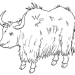 Yak Illustration - Free Line Art for Educational and Design Use