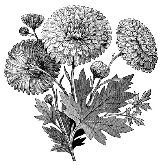 vintage flower clipart, early flowering chrysanthemum 