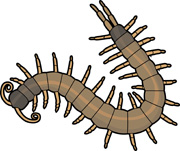 Illustration of a brown centipede with segmented body and numerous legs, coiled in motion.
