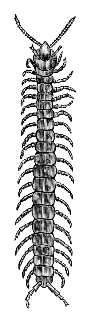 Detailed black-and-white illustration of a centipede with segmented body, multiple legs, and prominent antennae.