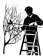 Professional Tree Pruning Techniques for Healthy Growth