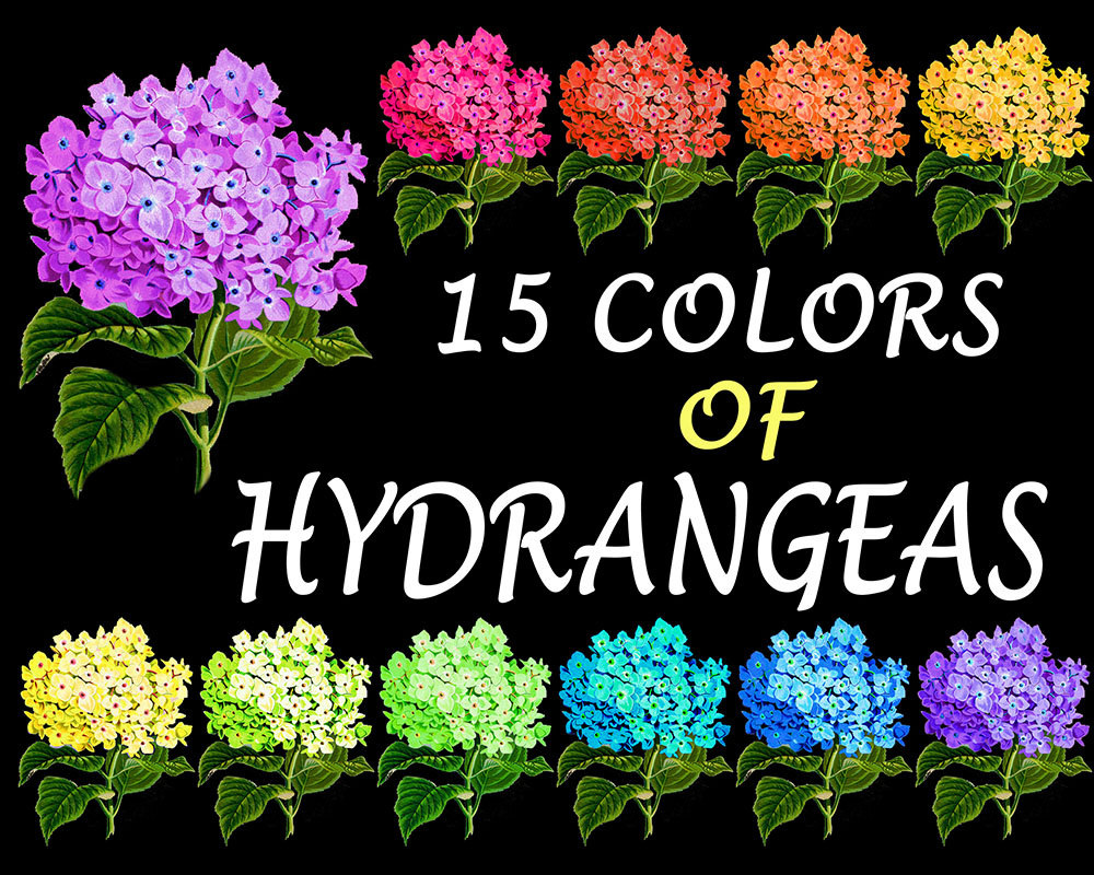 Popular items for hydrangea clipart 
