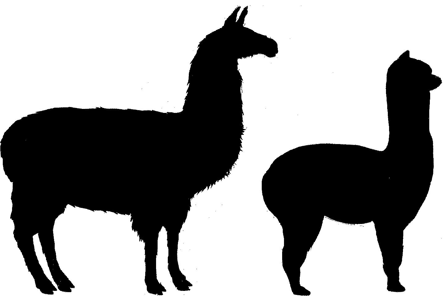 Llama clip art