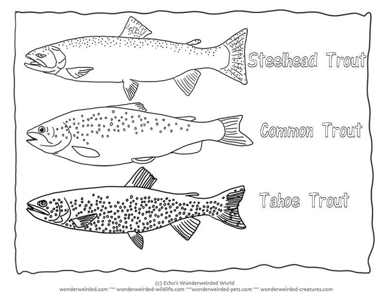 Rainbow Trout Coloring Pages Clip Art Library