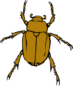 Illustration of a golden-brown scarab beetle with raised front legs and detailed segmented body.