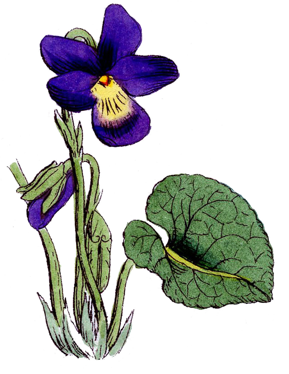 Free Violet Cliparts, Download Free Violet Cliparts png images, Free ...
