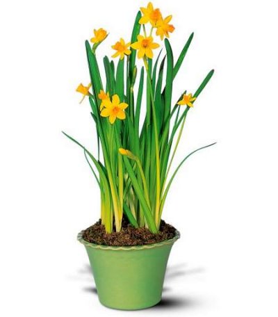 Narcissus Plant [tel 