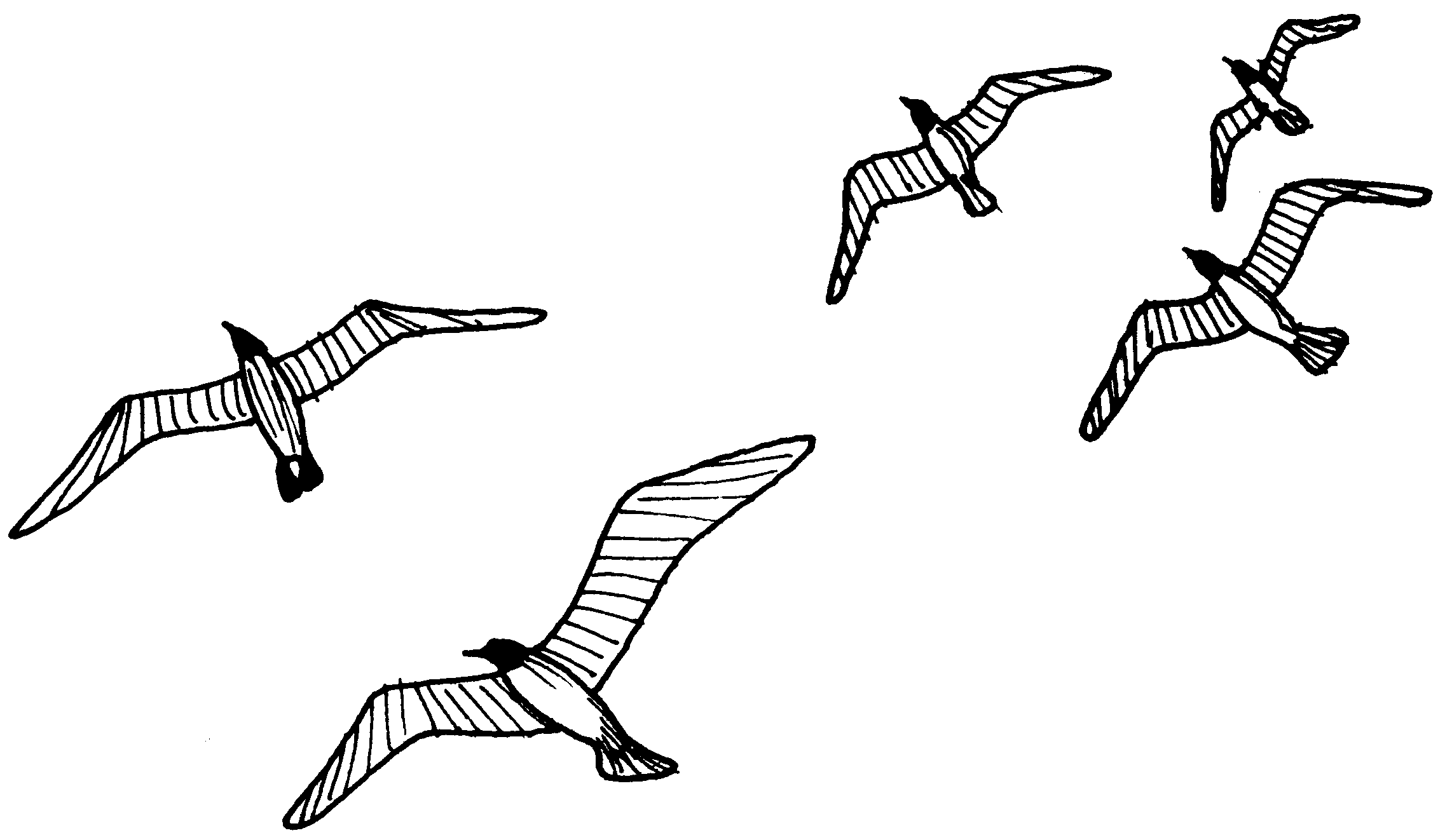 seagull clipart black and white