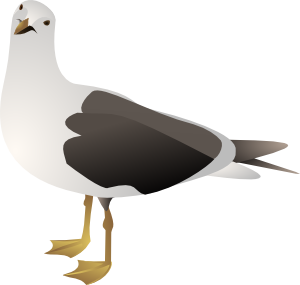 Seagull sea gull clip art at clker vector clip art image 