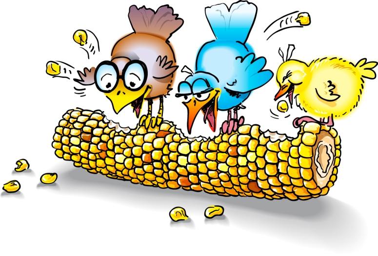 Four cartoon birds-brown, blue, and yellow-joyfully pecking at a large corn cob with kernels flying.