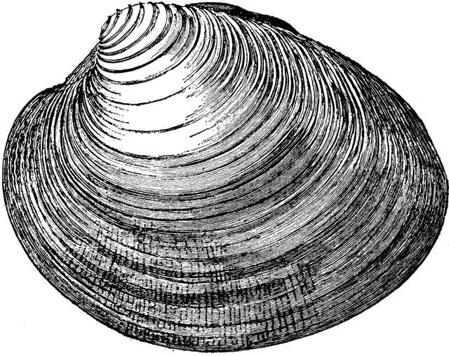 clam black and white clipart - Clip Art Library