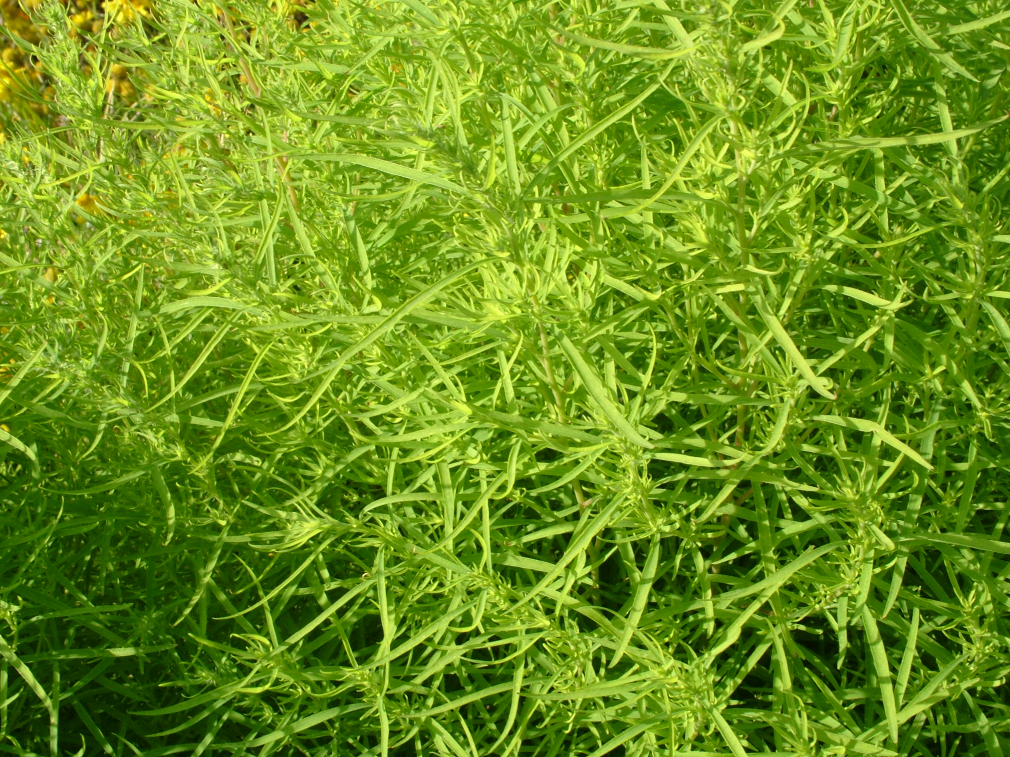 Fresh Tarragon Herb - Growing Tips, Culinary Uses & Health Benefits