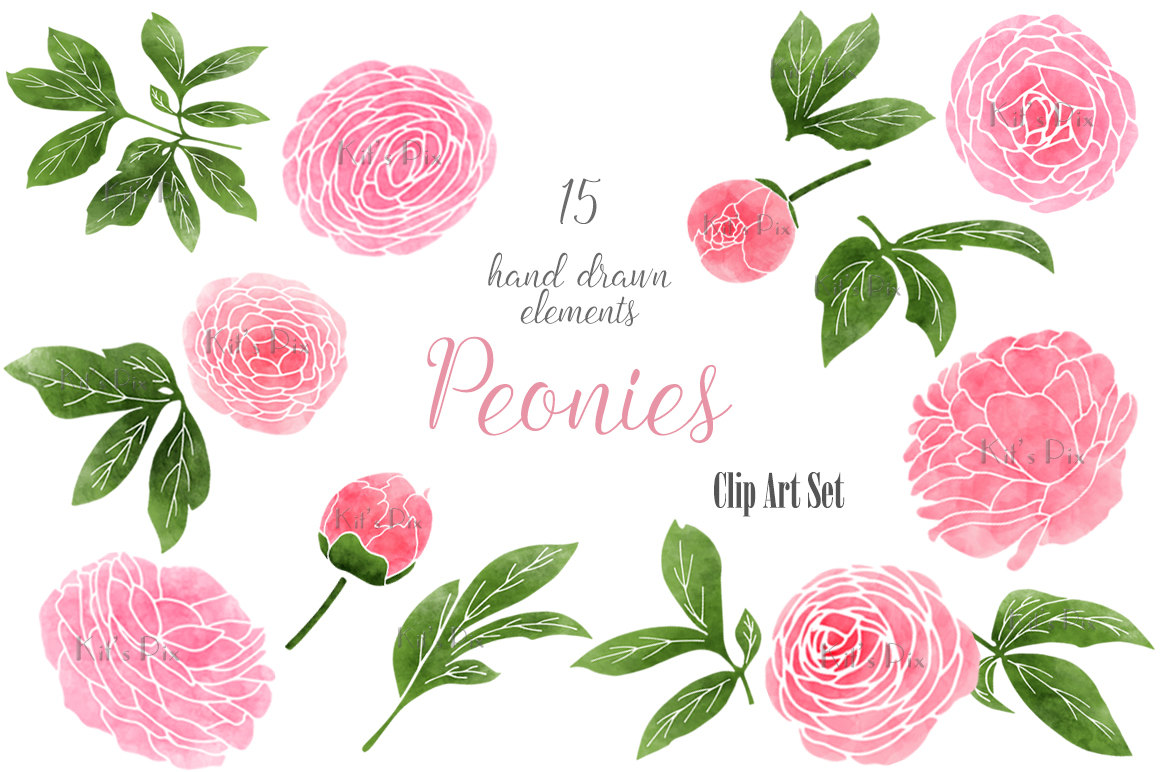 Hand-drawn watercolor peony flowers and leaves clip art set with 15 elements