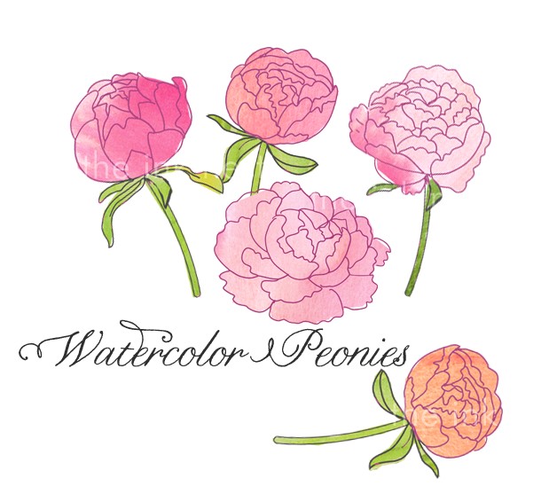 Delicate watercolor illustration of five pink and peach peonies with green stems and leaves on white background.