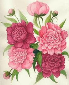 Elegant Peony Flower Illustration - Botanical Art for Gardens & Design