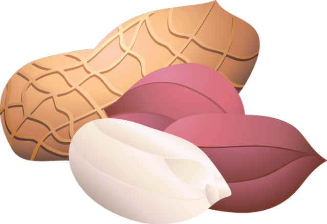 Illustration of whole peanuts in shells, shelled peanuts with reddish skin, and a peeled peanut kernel.