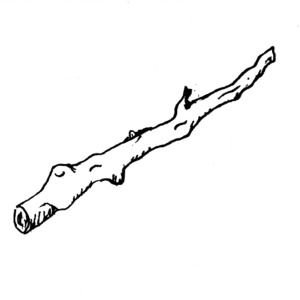 Twig Clip Art at  - vector clip art online, royalty free & public  domain
