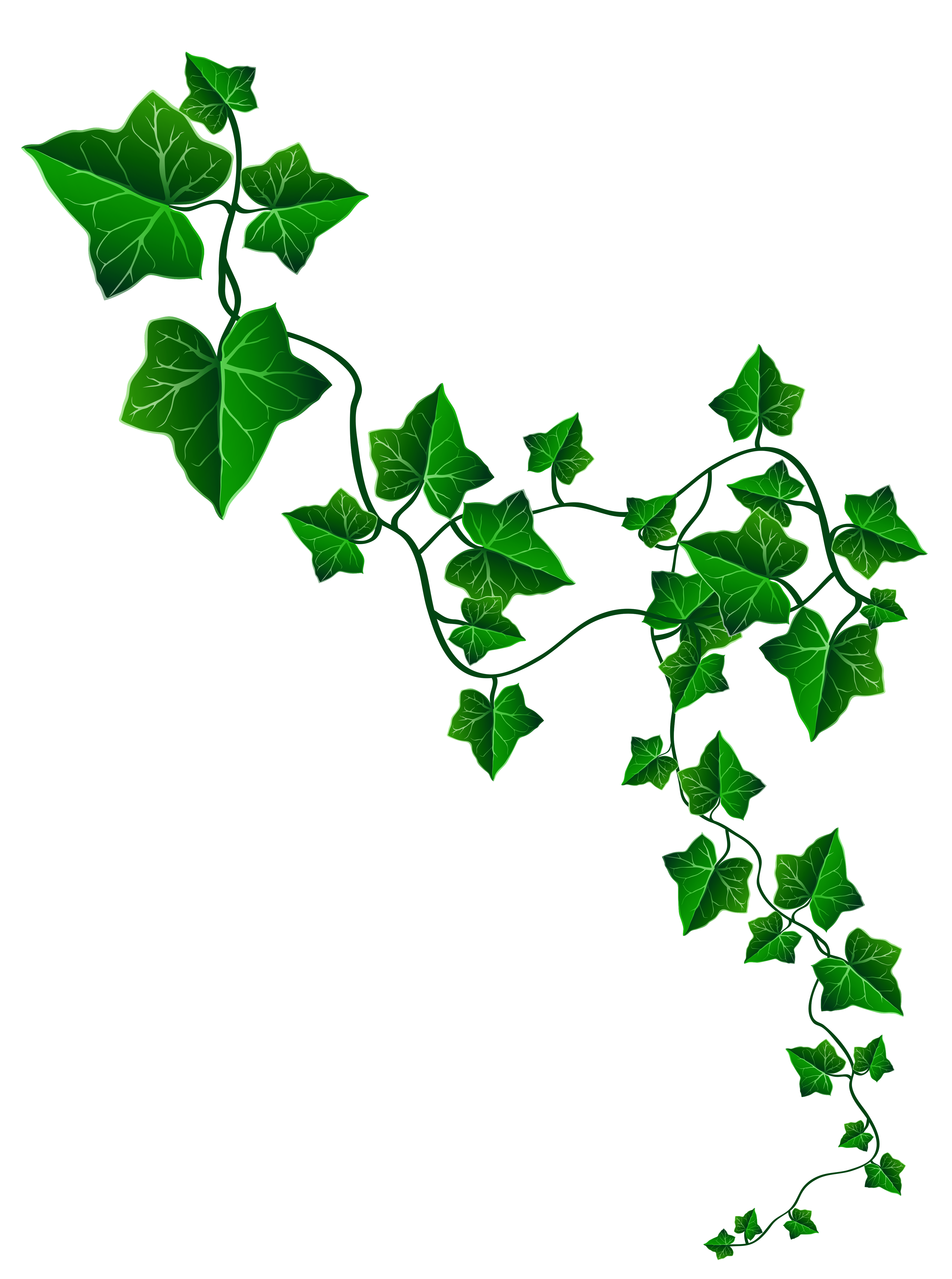 Vine Ivy Decoration PNG Clipart Image 