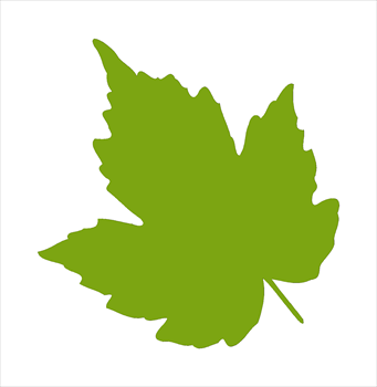 Ivy Leaf Clip Art 