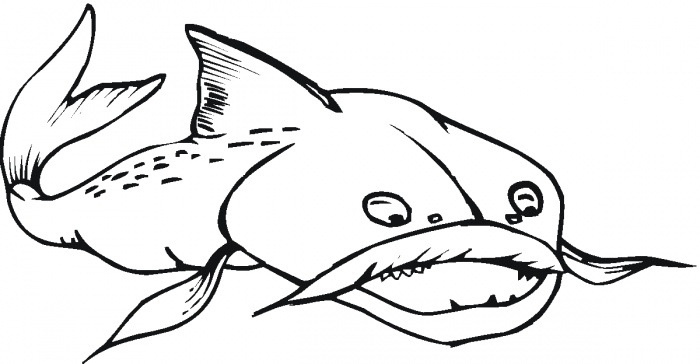 Catfish Drawings