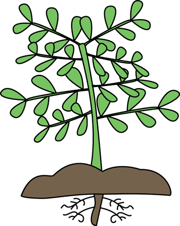 Plant Growth Diagram - Roots, Stem, and Leaves Explained