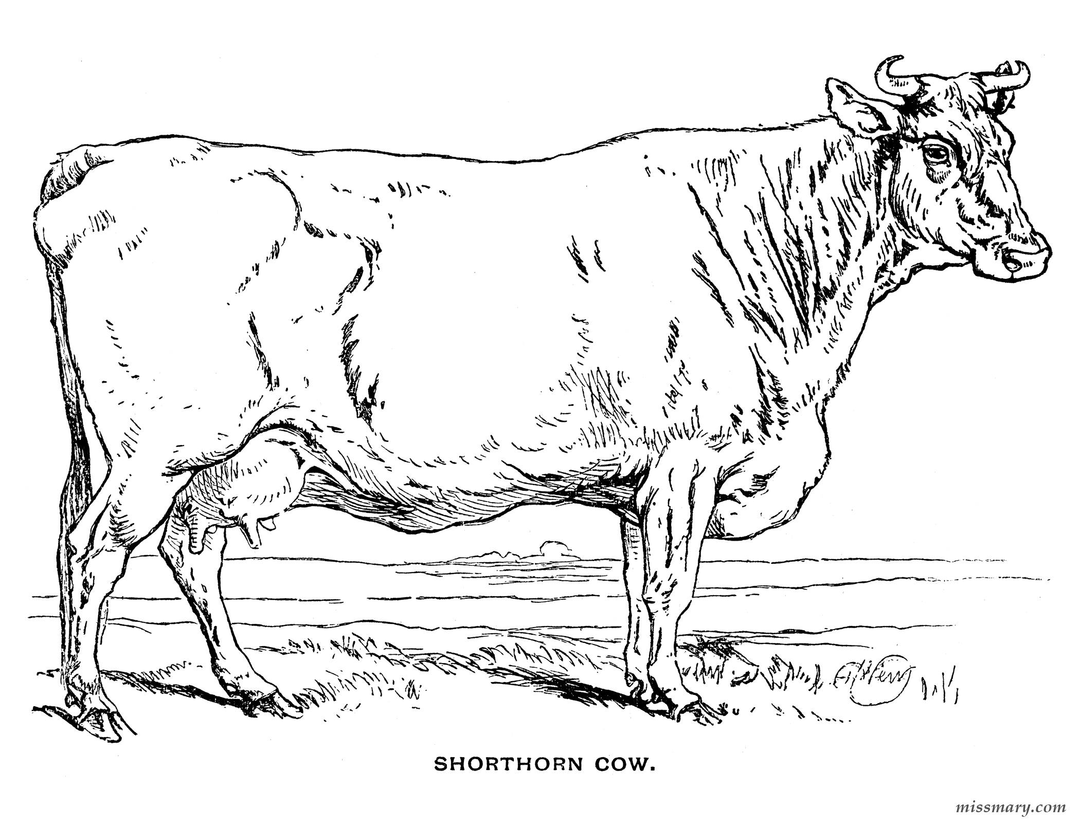 10 лет корове. Корова рисунок карандашом. Зебу раскраска. Корова рисунок для детей карандашом. Корова рисунок реалистичный.