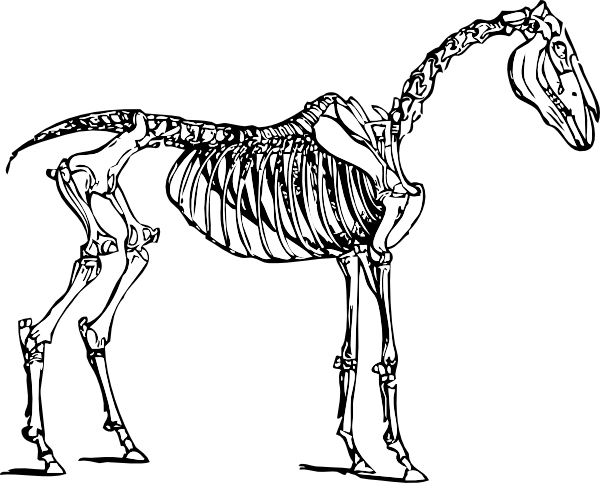 Horse Skeleton Anatomy Diagram - Educational Illustration for Biology & Veterinary Studies