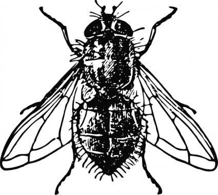 Fly Clipart 