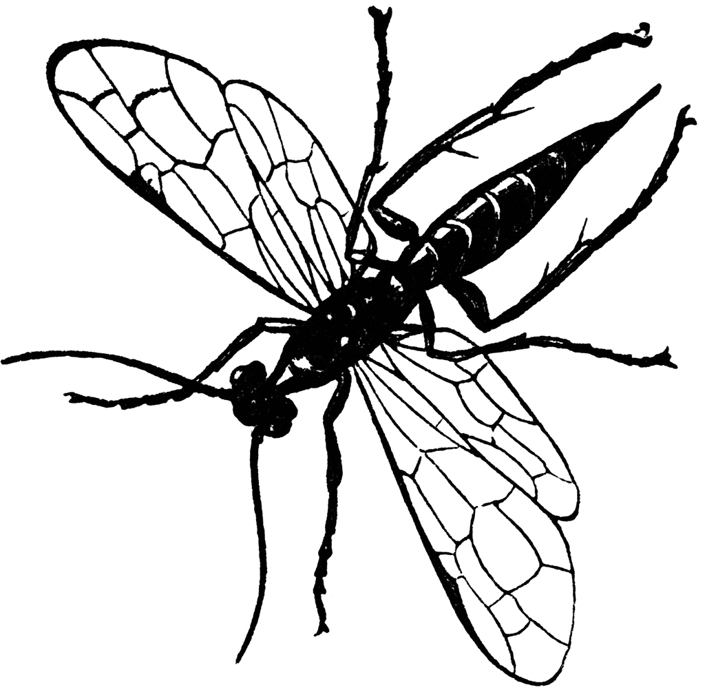 Clip Art Picture Of Dragon Fly And Goat Black And White 