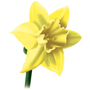 Free Daffodil Cliparts, Download Free Daffodil Cliparts png images ...
