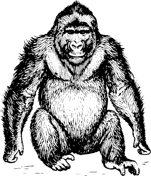 Detailed black-and-white line drawing of a seated gorilla with expressive face and textured fur.