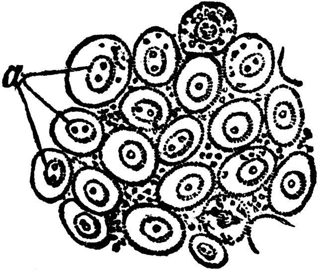 Black-and-white scientific illustration of clustered circular cells with nuclei and granular cytoplasm, labeled with pointer lines.