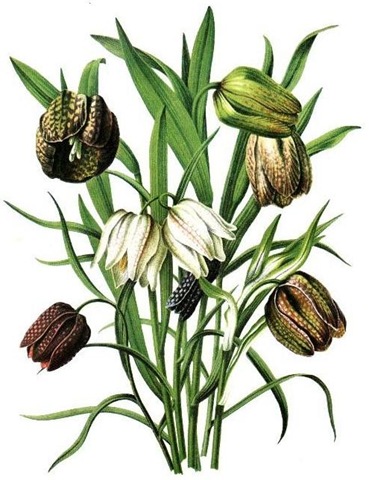 Fritillaria meleagris - Snake’s Head Fritillary Flower Illustration