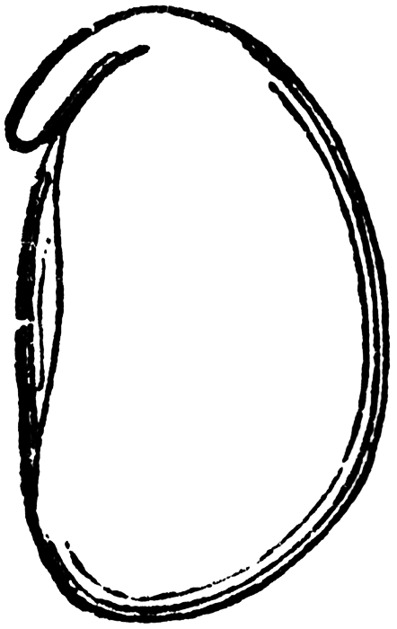 Beans Clipart