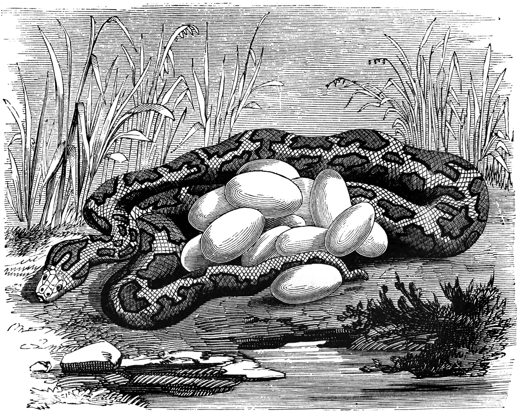 Python and eggs 