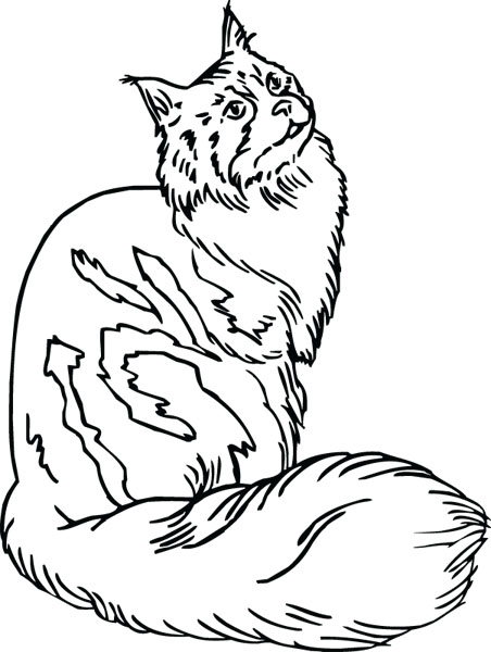 maine coon cat clipart - Clip Art Library
