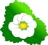 Strawberry Flower Illustration - Botanical Clip Art for Gardens & Design
