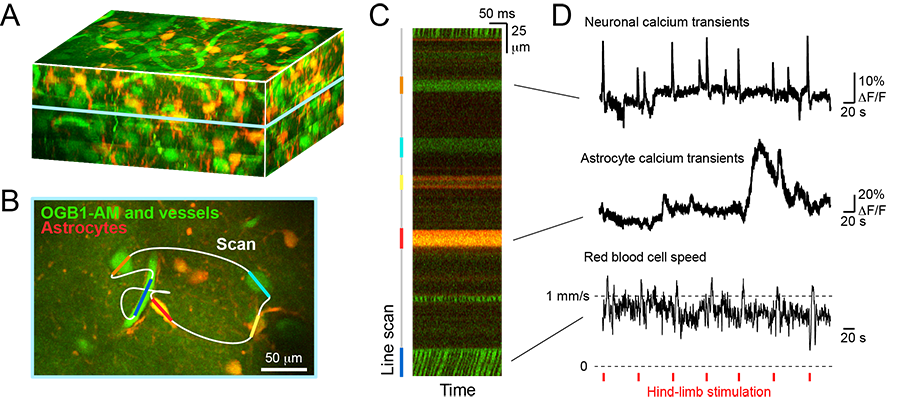 Astrocyte and Vasculature Imaging in Brain Tissue - Fluorescence Microscopy