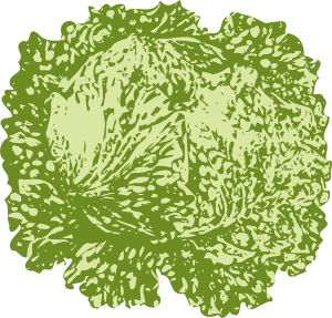 Stylized green cabbage illustration with textured leaf details and organic shape.