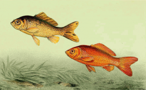 Two illustrated goldfish-one golden-yellow, one orange-red-swimming above aquatic grass in a vintage scientific illustration style.