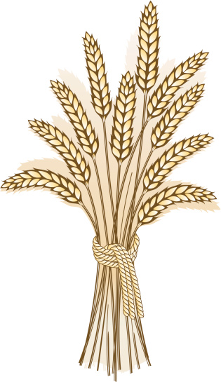 harvesting wheat clipart pictures