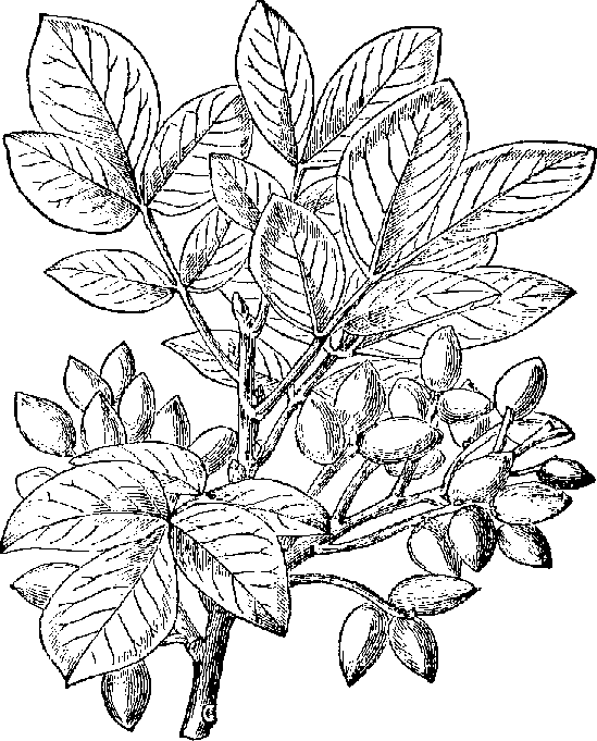 Peanut Plant Botanical Illustration - Arachis hypogaea Anatomy